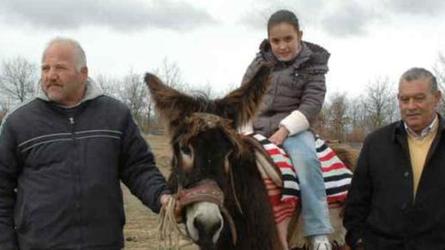 Uno de los ejemplares de la ganadería &quot;En burro por Aliste&quot;, de San Juan del Rebollar.