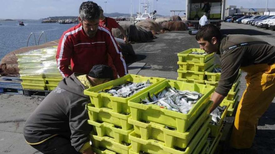Descarga de sardina en un puerto gallego.