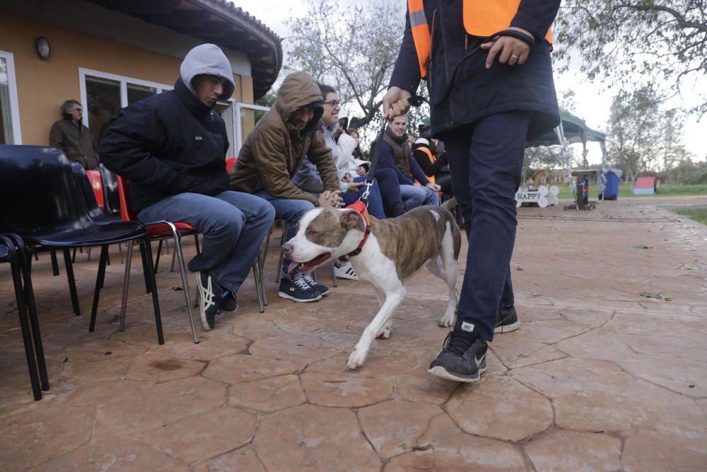 Wer rettet einen Hund aus Son Reus vor dem Tod?