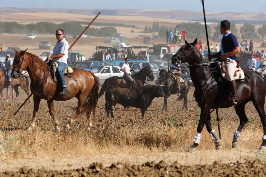 Encierro campero en Moraleja del Vino