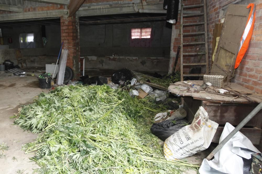 Descobreixen un cultiu de marihuana a Corçà