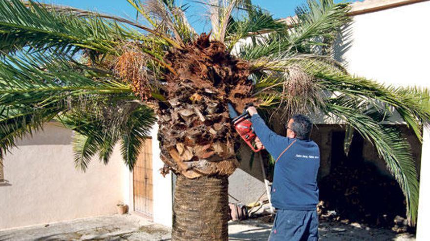 Un operario trabaja en una palmera afectada por el picudo rojo en el municipio de Inca.