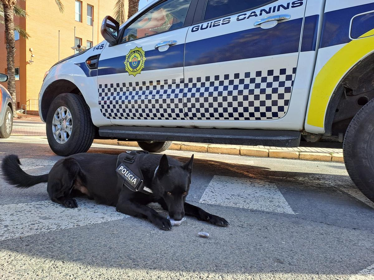 El perro de la Unidad Canidad de la Policía Local de Elche