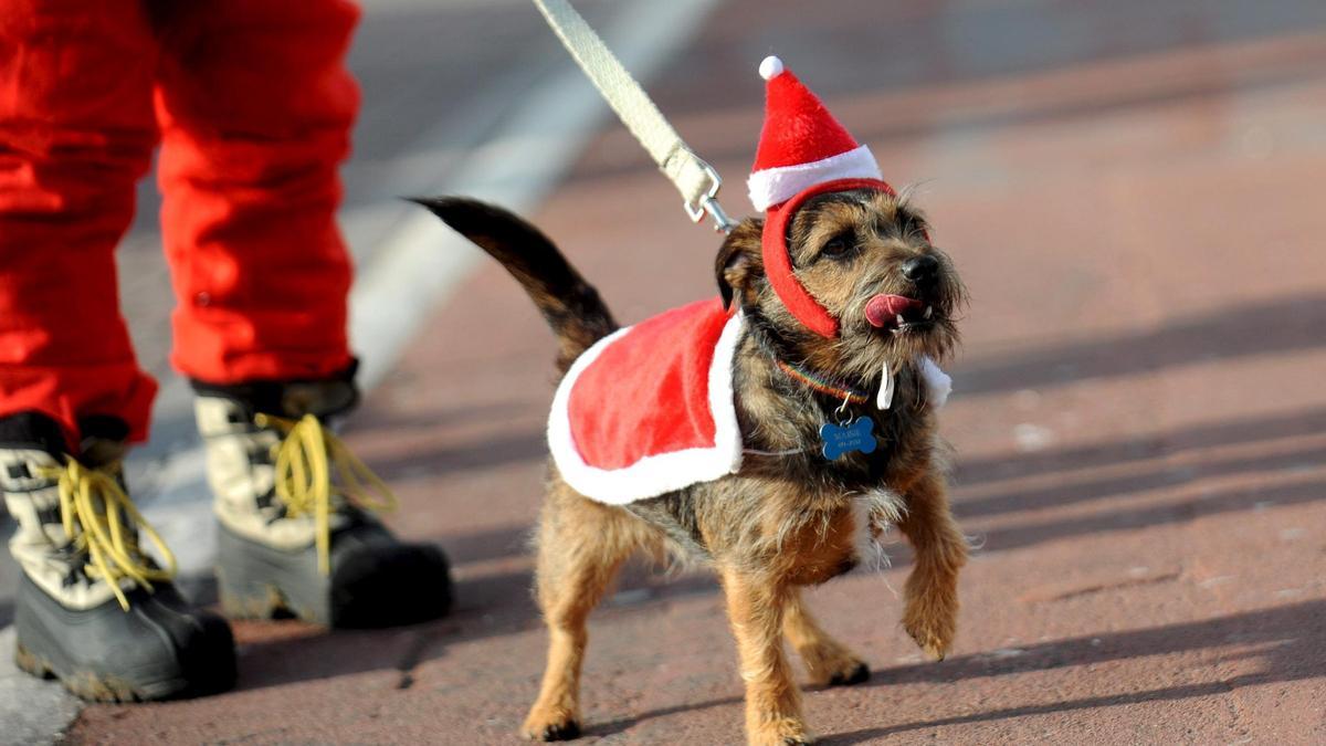 Un perro disfrazado de Papá Noel