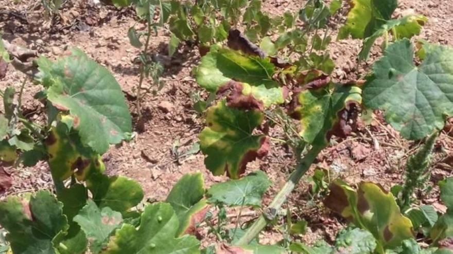 Vides con síntomas de la Xylella fastidiosa.