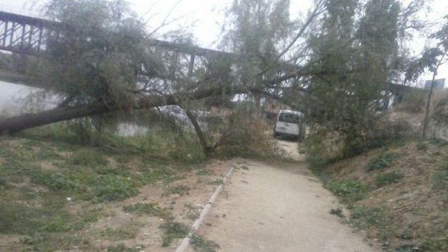 Árbol desplomado en el sendero de la margen izquierda del Duero.