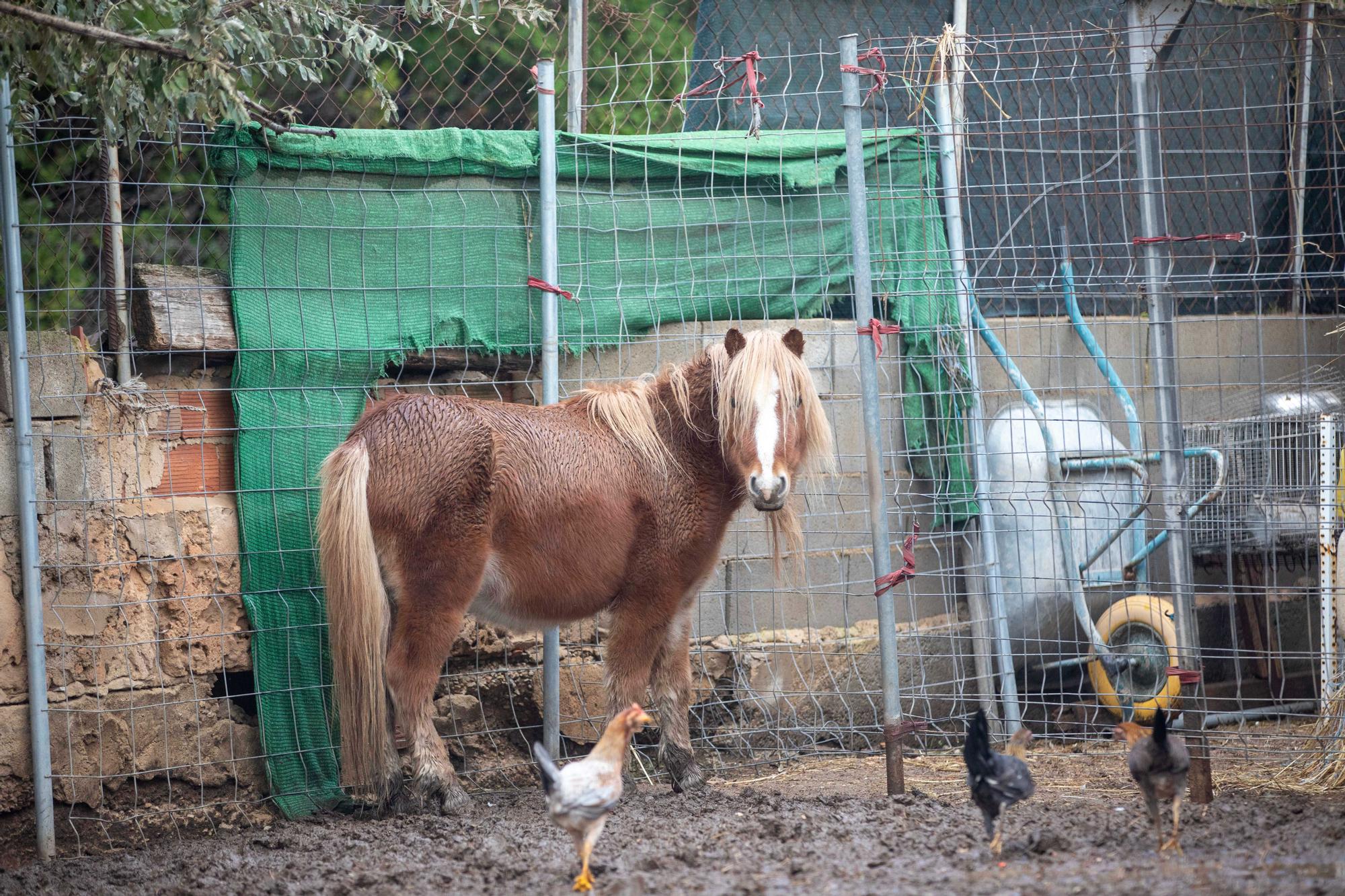 Siete detenidos en la redada contra la droga y el maltrato animal en Son Malferit