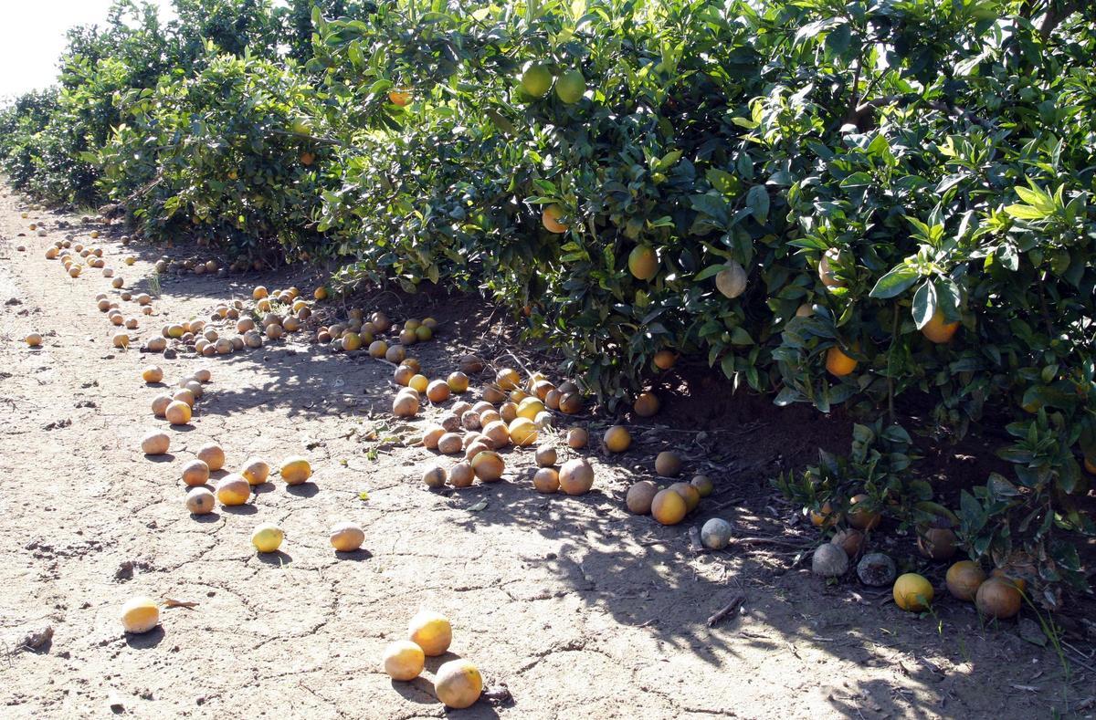 Naranjas en el suelo a causa de la tormenta de pedrisco, en una imagen de archivo.