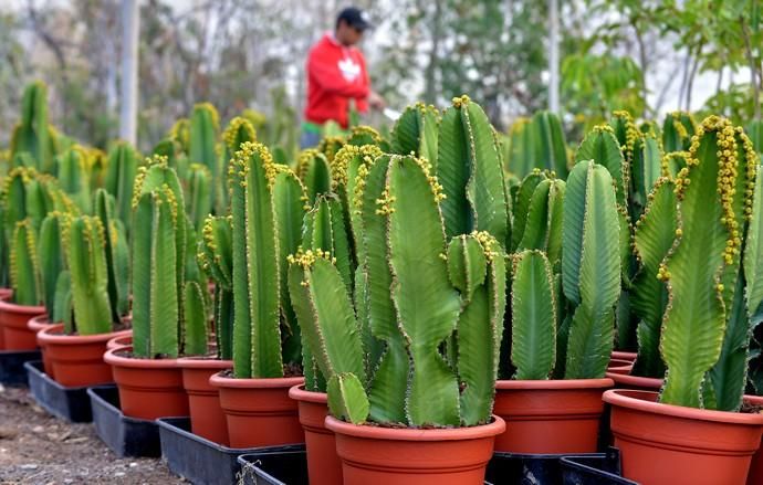 01/03/2019 MONTAÑA LOS VELEZ, AGÜIMES. Plantas para exportación de Viveros El Rosal. SANTI BLANCO