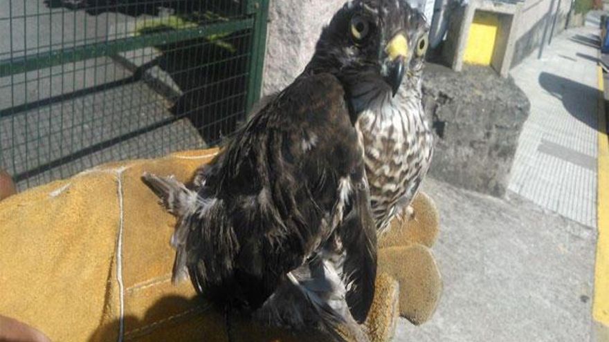 La Policía Local recupera a una cría de gavilán herida en Beade - Faro de Vigo