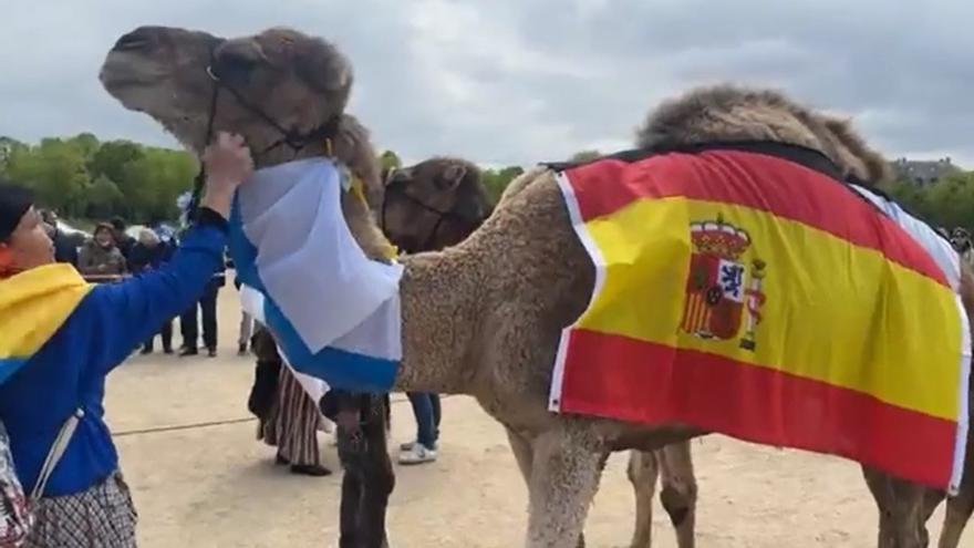 Un camello de Canarias, de paseo por el centro de París