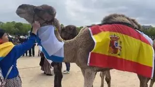 Un camello de Canarias, de paseo por el centro de París