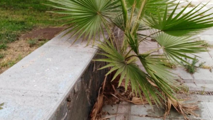 Una planta en Buenavista en malas condiciones.