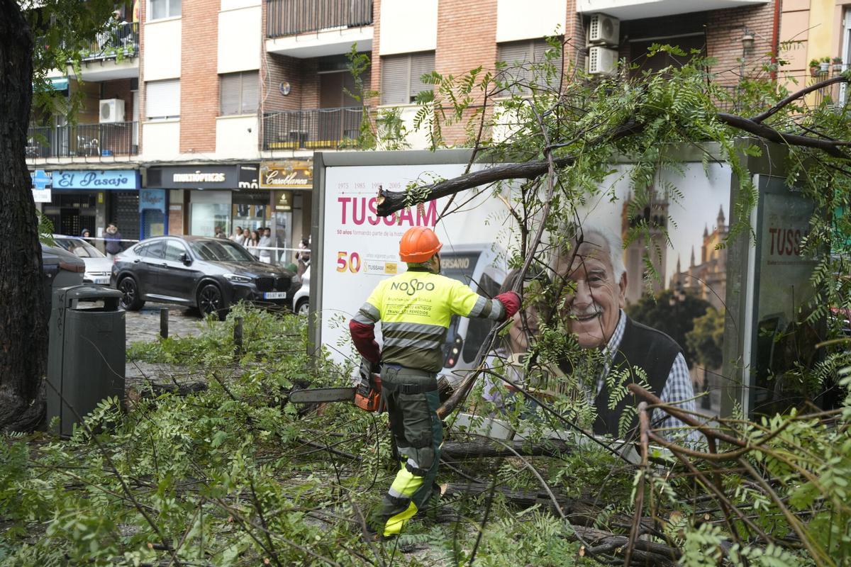Operarios del ayuntamiento de Sevilla trabajando en la retirada de árboles caídos en la capital.