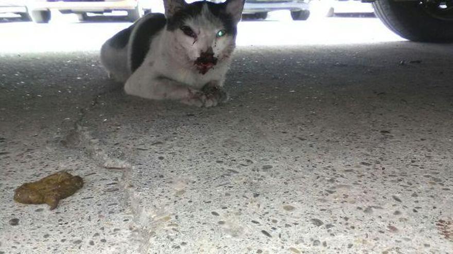 Muere un gato abandonado en una jaula tras una paliza