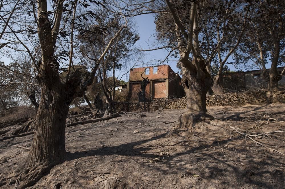 La oleada de incendios azota Ourense - La conselleira de Medio Rural denuncia la elevada actividad incendiaria de este fin de semana, con más de 20 focos en la provincia. El fuego de Trives, con 164 h