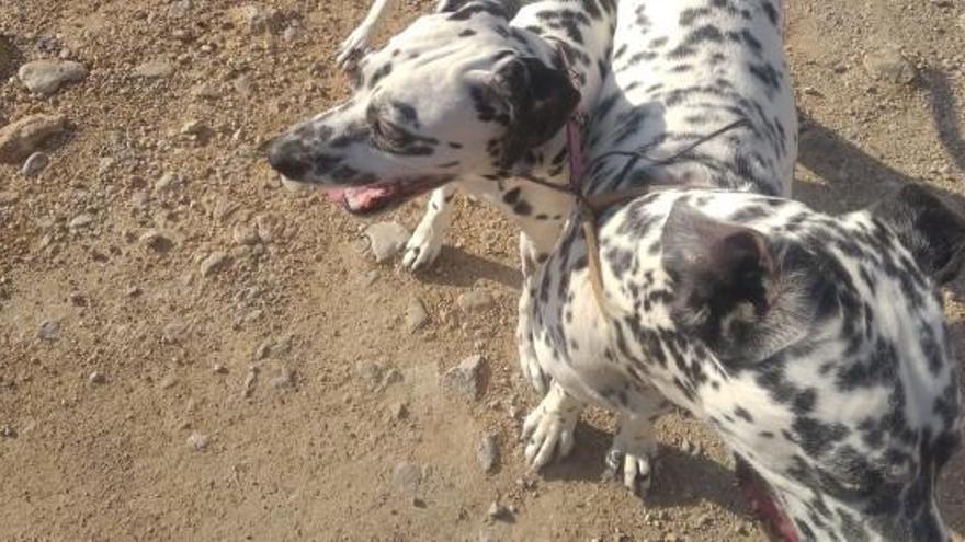 &quot;Si los perros de Jesús Pobre no tienen hogar, yo se lo quiero dar&quot;