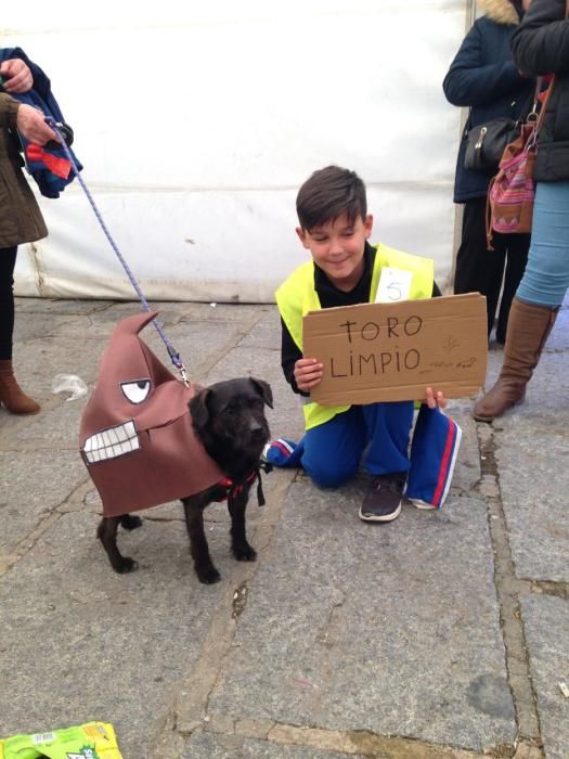 Carnaval en Toro: Concurso de mascotas