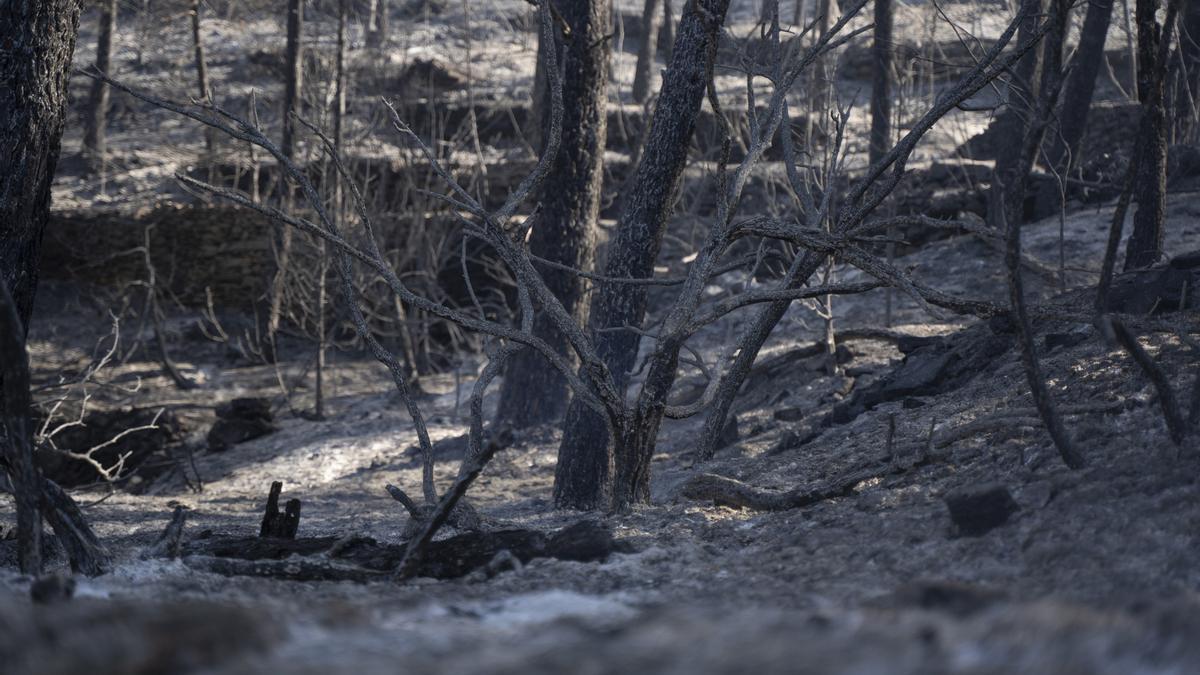 Vegetación afectada por el incendio en Villanueva de Viver