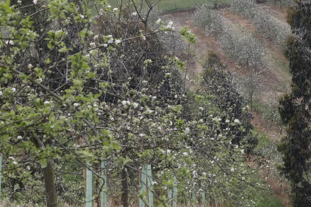 Manzanos en flor en Serín