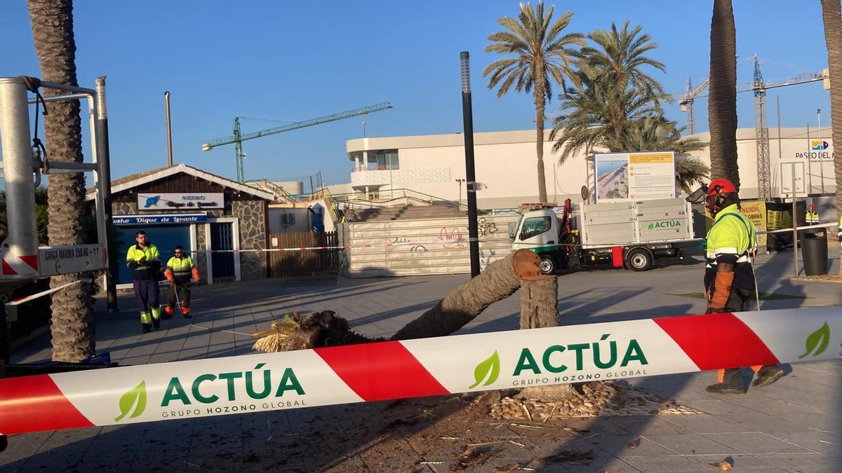 Trabajos de tala y retirada de palmeras a la altura del Hombre del Mar en el paseo marítimo de Torrevieja