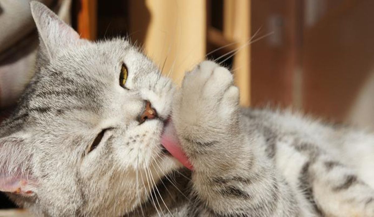 40 curiosidades de los gatos que, quizás, no sabías