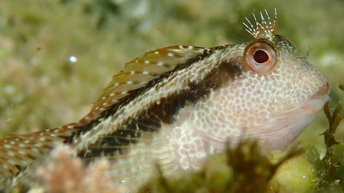 Peces que se pueden ver haciendo snorkel en Barcelona