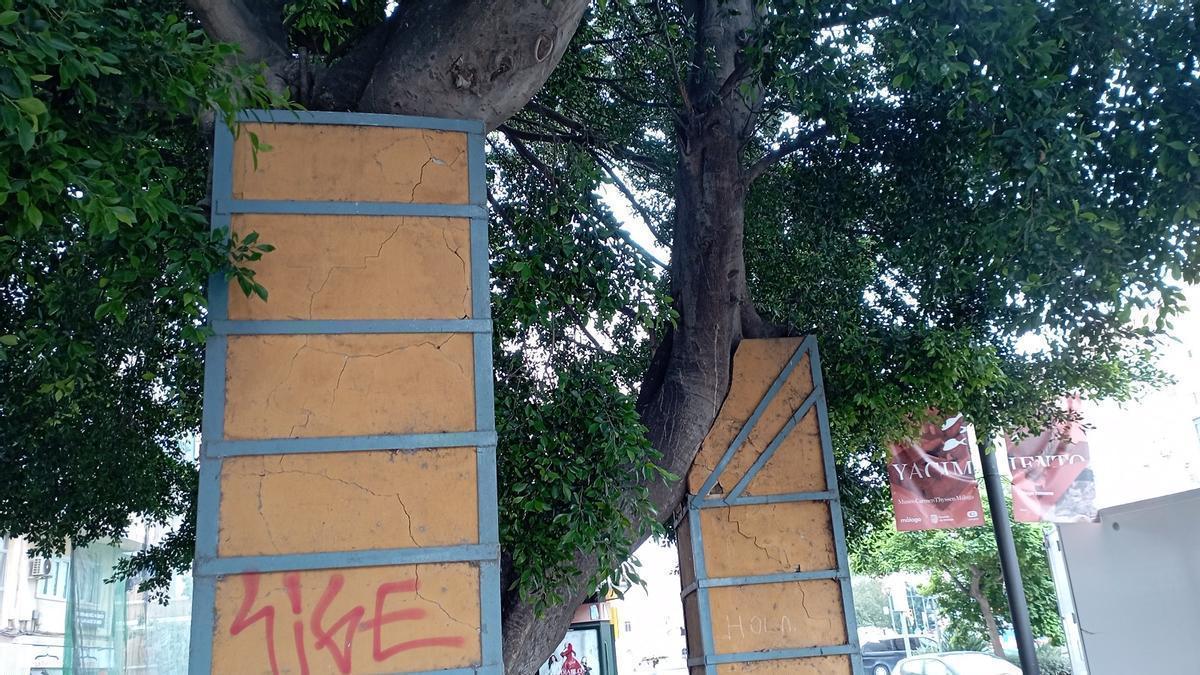 Detalle de los soportes agrietados del ficus de la Explanada de la Estación, el mes pasado.