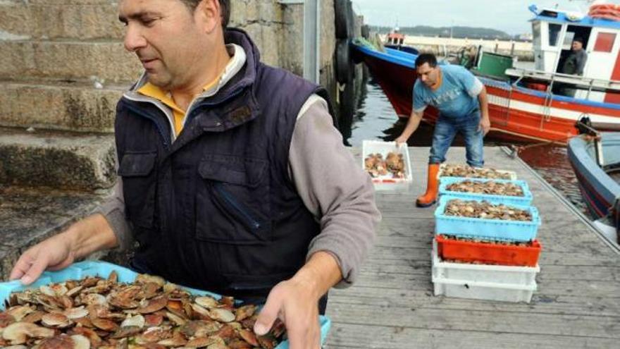 La campaña de la volandeira en la ría de Arousa termina hoy.  // Iñaki Abella