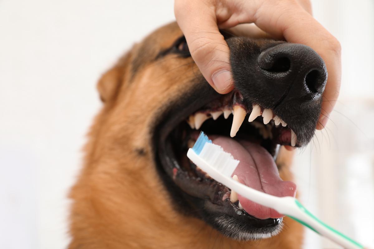 Descubre cómo limpiar los dientes de tu perro y prevenir problemas de salud