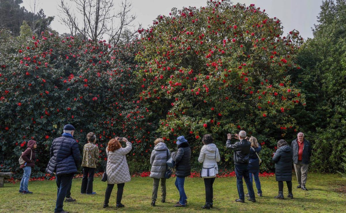 Una de las plantas que despertó mayor expectación, por su floración, en la visita de ayer.