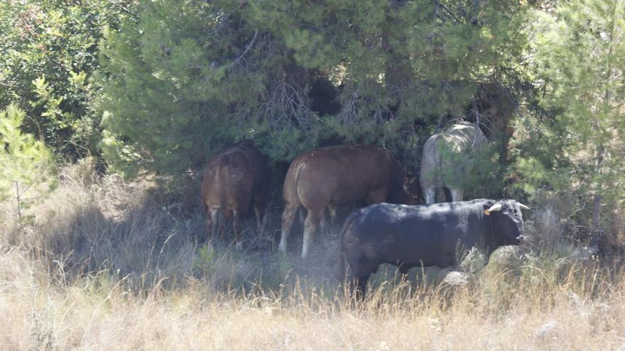 Un trailer con 40 toros vuelca en la A-3 a su paso por Buñol