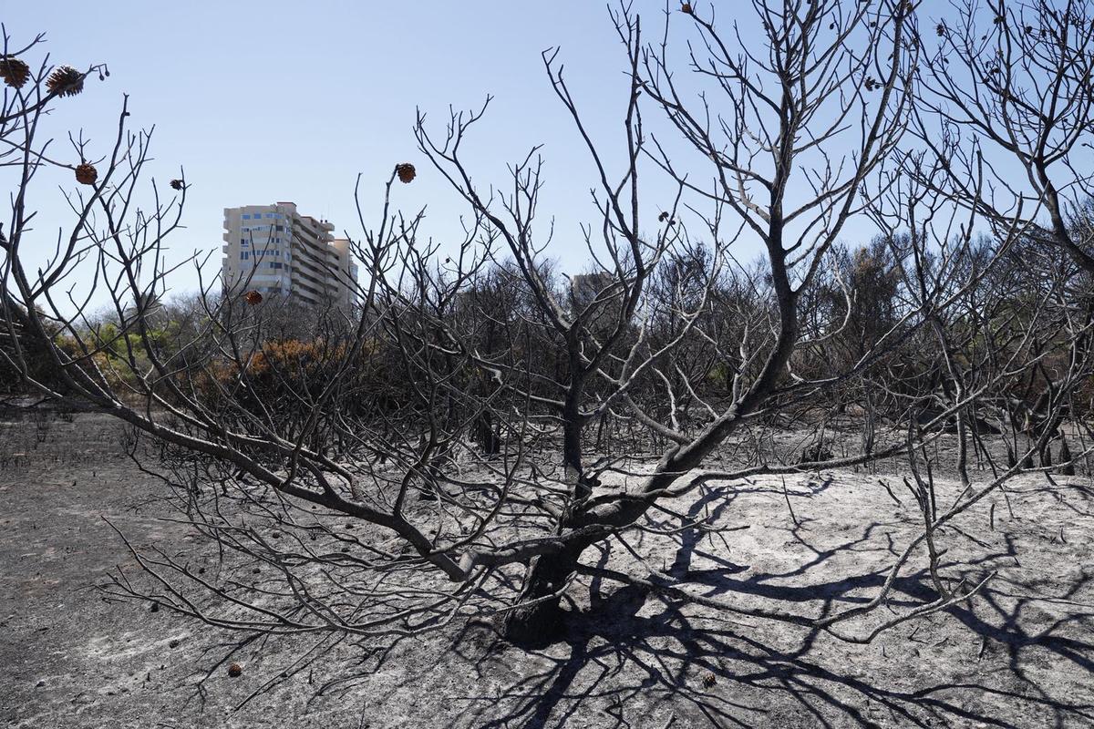 Sábado de trabajos en el incendio del Saler Sábado de trabajos en el incendio del Saler