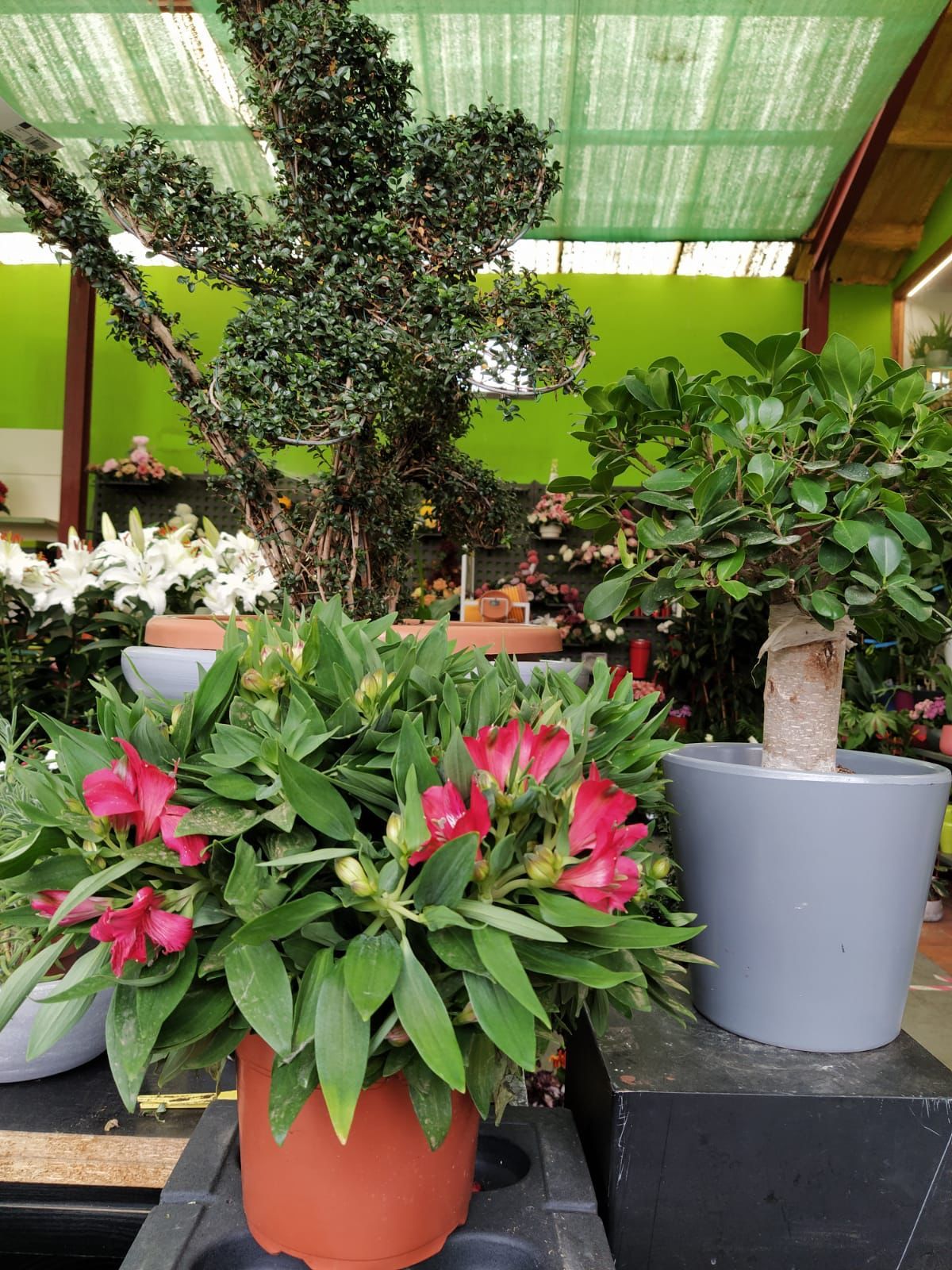 La variedad de plantas es infinita en Agrocentro Turiel, en Alcañices.