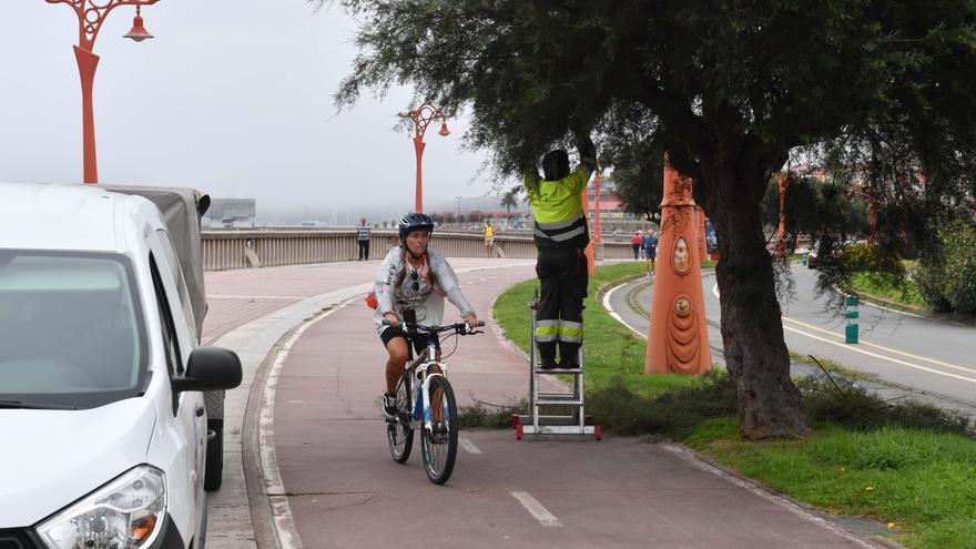 El Concello corta las ramas que invaden algunos tramos del carril bici de A Coruña