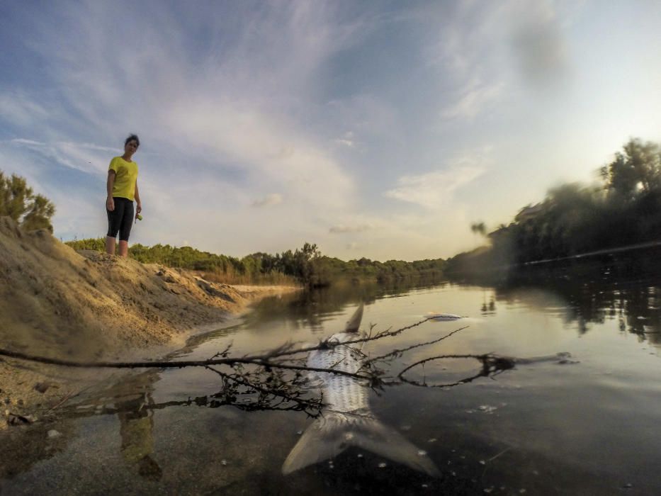 Peces muertos en el torrente de Son Bauló, en Can Picafort