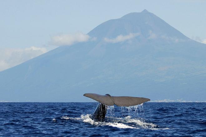Azores es un sitio perfecto para avistar ballenas