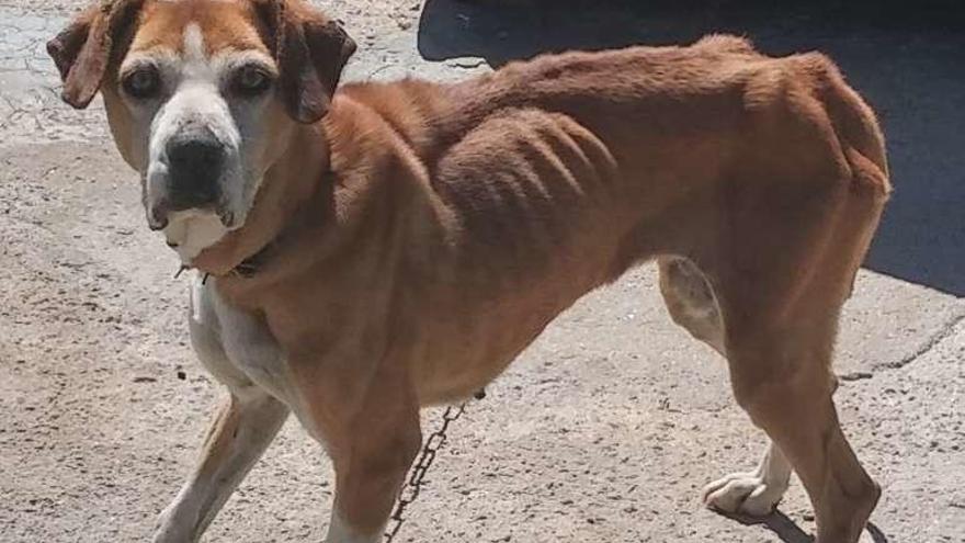 Uno de los dos animales desnutridos. // Policía Local de Poio