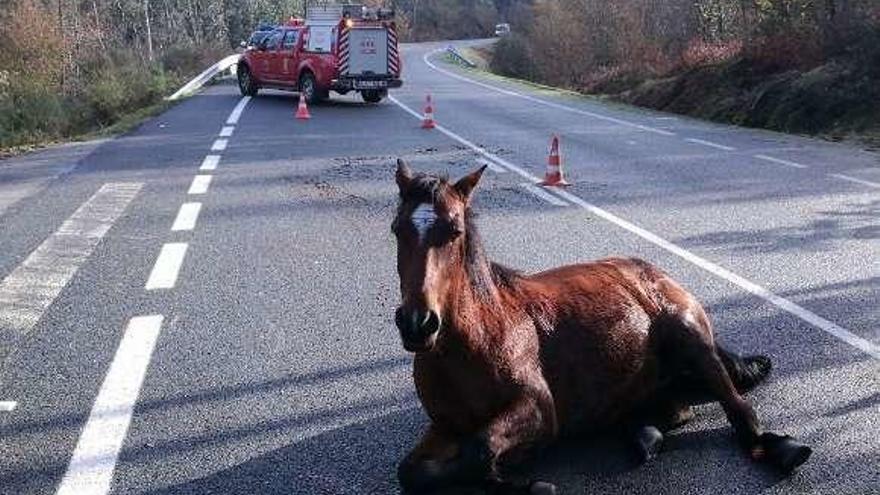 Caballo que protagonizó un accidente de tráfico en la carretera que une Catoira con Carracedo (Caldas). // FdV