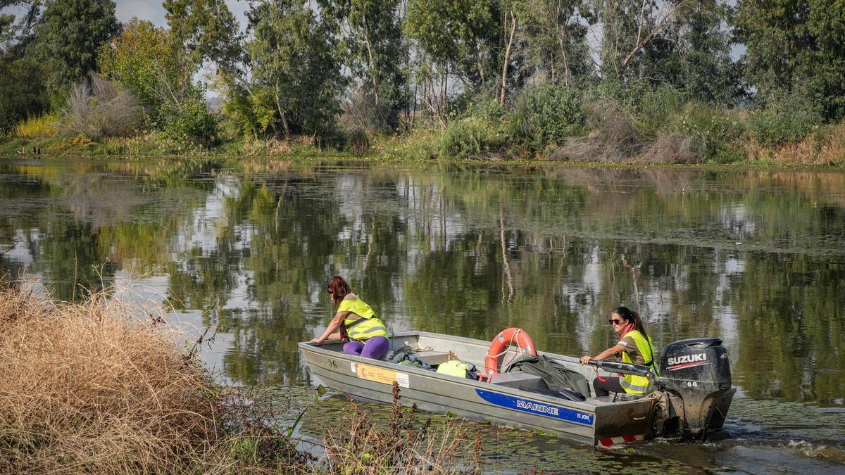 Trabajos de retirada del nenúfar en Brazo Jamaco. La foto es del 28 de octubre.