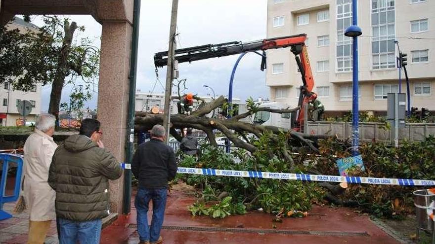 Trabajos para la retirada de un árbol caído en O Burgo.