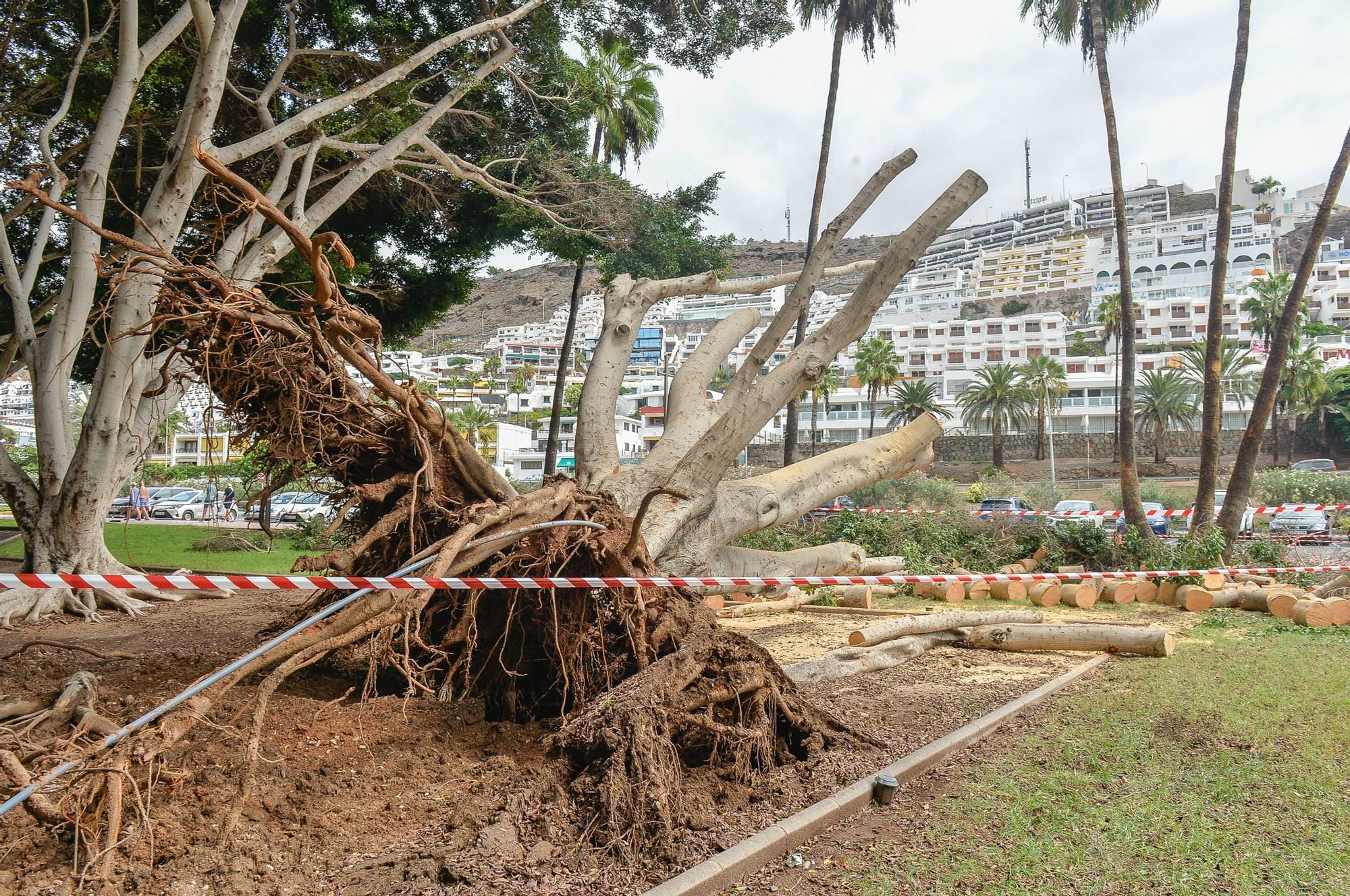 Dia después de la lluvia en Puerto Rico y Playa del Inglés