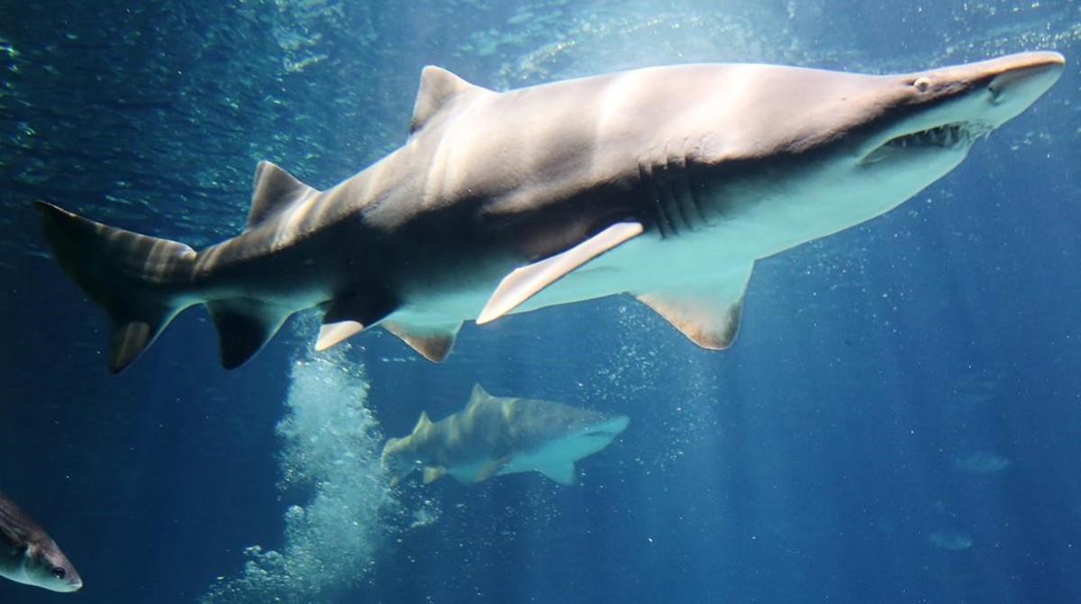 fcasals32112168 aquarium170131181823 fcasals32112168 aquarium170131181823