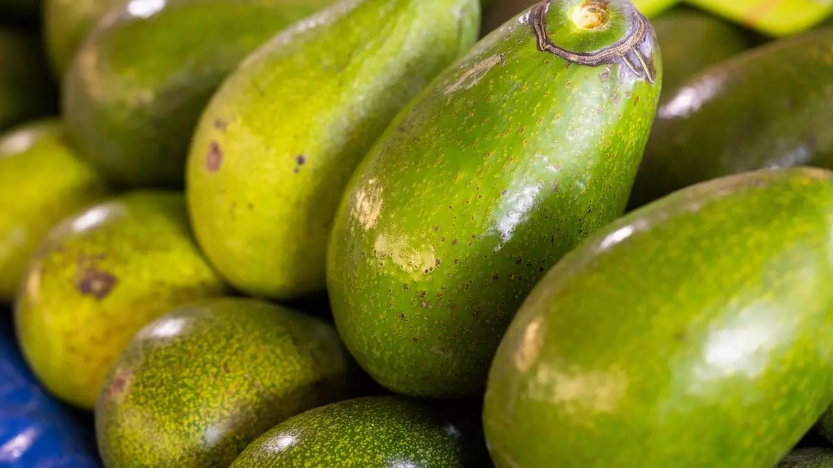 Soy frutero y este es el tipo de aguacate que se me está acabando porque todos mis clientes lo quieren