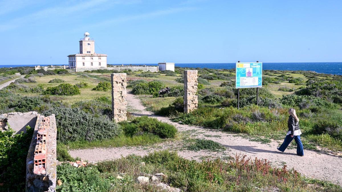 Tabarca más verde que nunca tras las lluvias registradas en los último meses