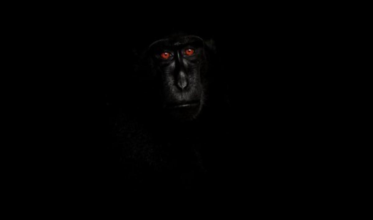Las mejores fotos del concurso 'Wildlife Photographer of the Year'
