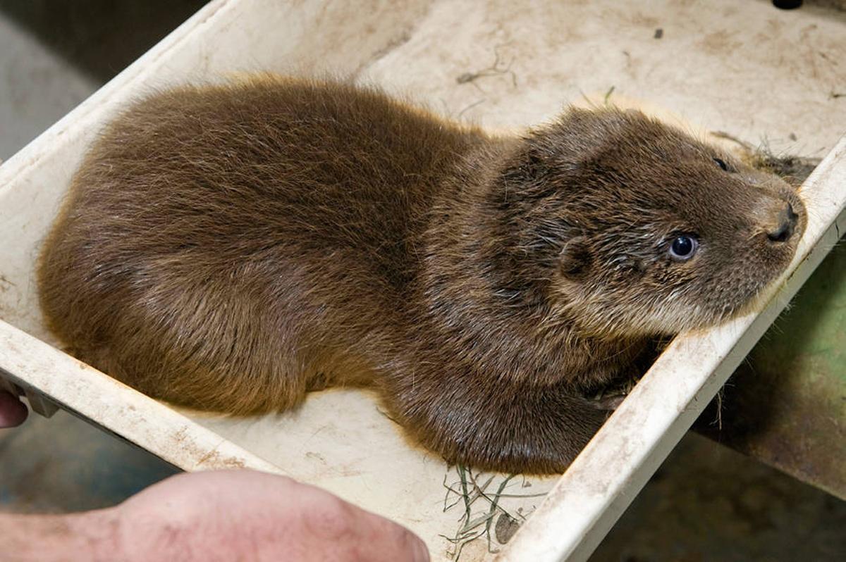 La nutria consolida su recuperación en España