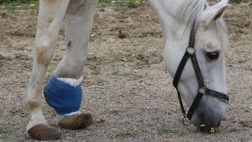 Estrella, una yegua a la que su dueño le partió la pata.