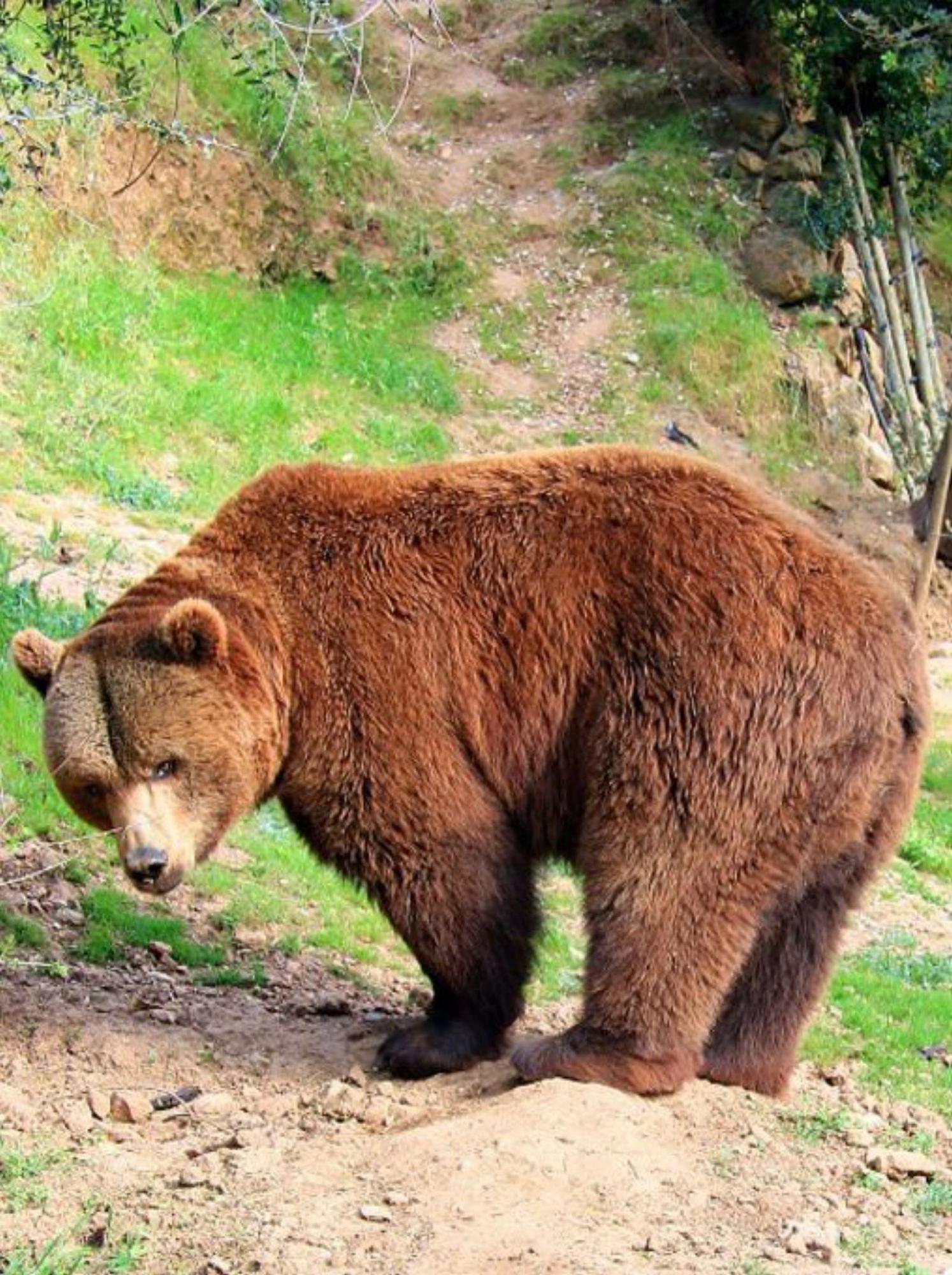 Braunbären ziehen viele Besucher an.