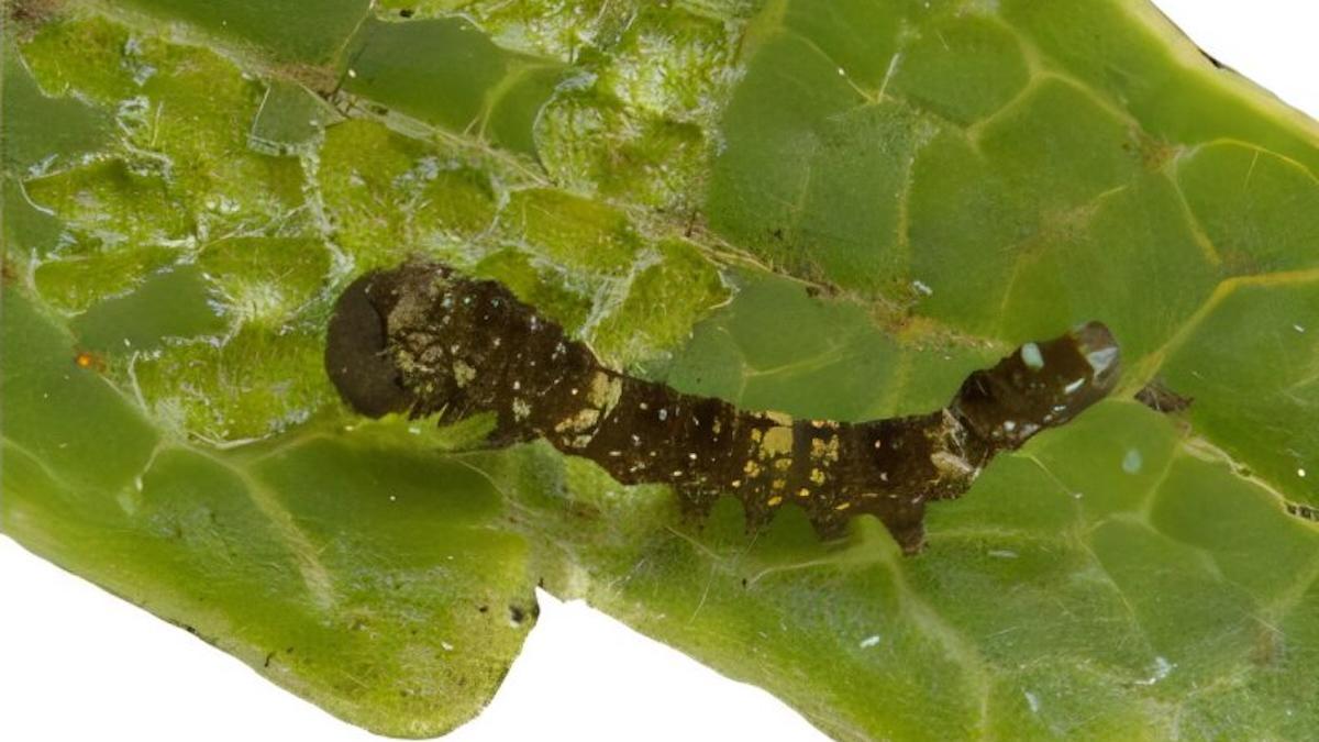 Oruga de Falcaria bilineata en una hoja de abedul.